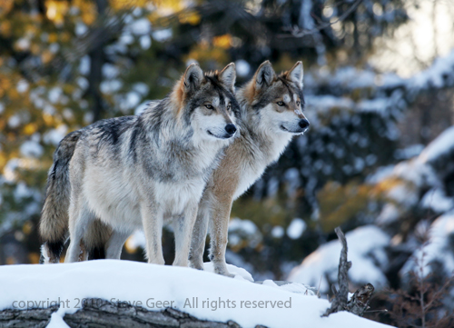 Two Mexican Gray Wolves in Winter