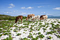 Caribbean Cattle