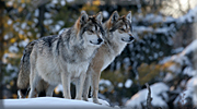 Wildlife Image Gallery
