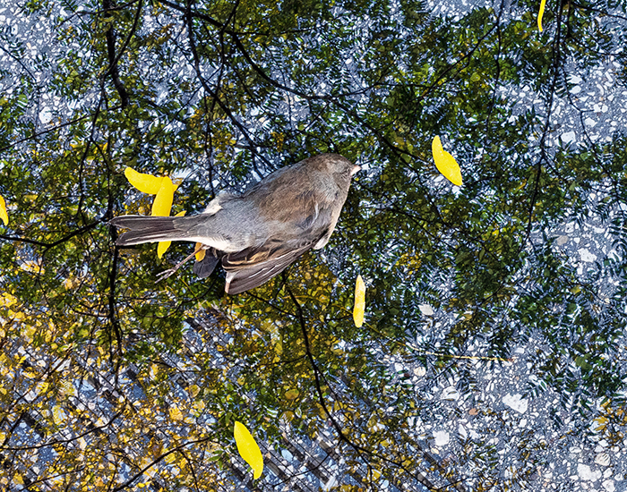 P2 Video: Homeless Sparrow